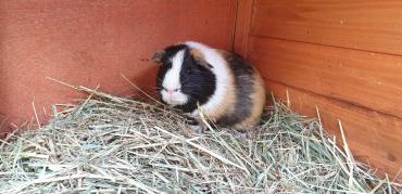 Knuffi (2)
